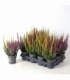 Calluna