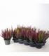 Calluna