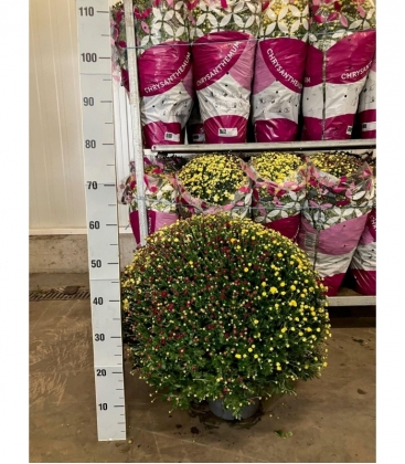 Chrysanthemum