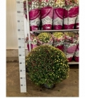 Chrysanthemum