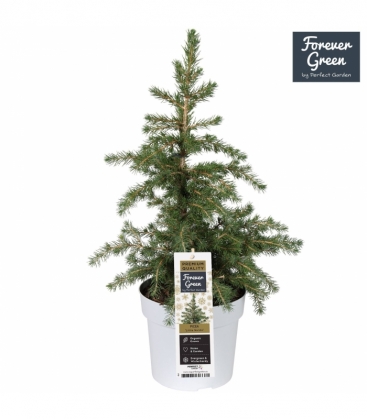 Picea