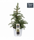 Picea