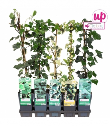 Hedera