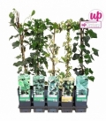 Hedera
