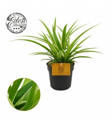 Chlorophytum