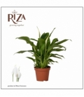 Spathiphyllum