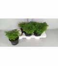 Selaginella