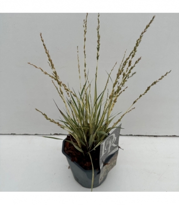 Molinia