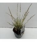Molinia