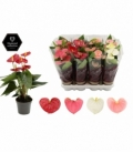 Anthurium