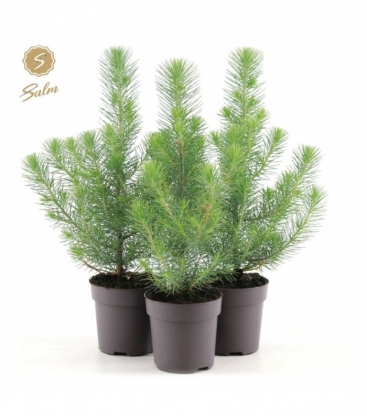 Pinus