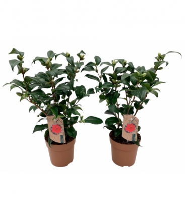 Camellia