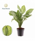 Aglaonema