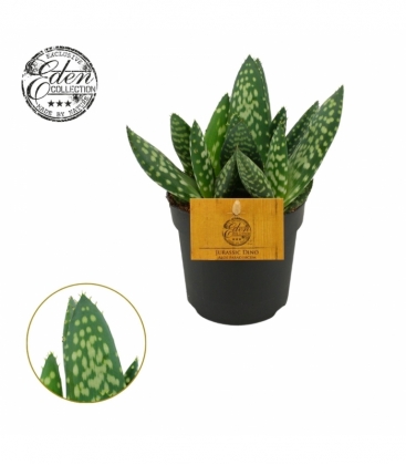 Aloe