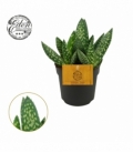 Aloe