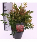 Nandina
