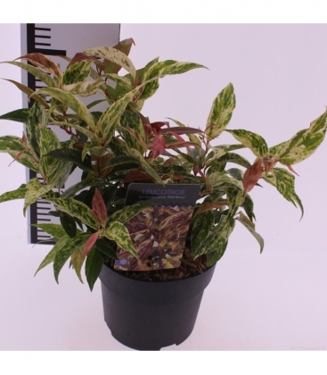 Leucothoe