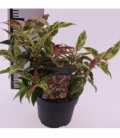 Leucothoe