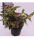 Leucothoe