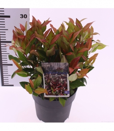 Leucothoe