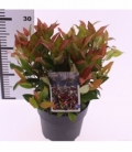Leucothoe