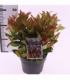 Leucothoe
