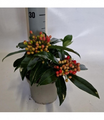 Skimmia