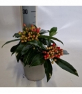 Skimmia
