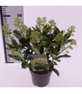 Skimmia