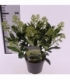 Skimmia