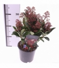 Skimmia