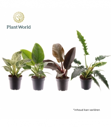 Philodendron