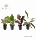 Philodendron