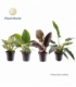 Philodendron