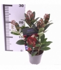 Skimmia