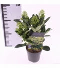 Skimmia