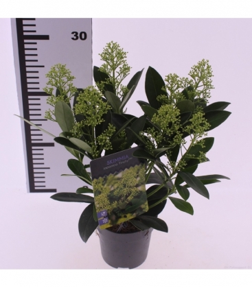 Skimmia