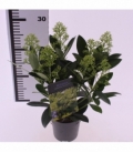 Skimmia