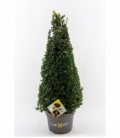 Ilex