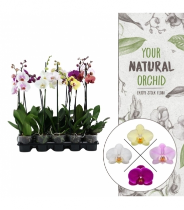 Phalaenopsis