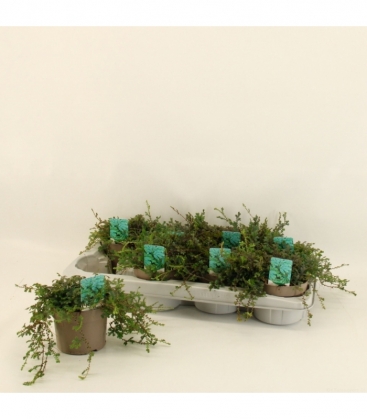 Selaginella