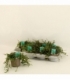 Selaginella