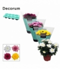Chrysanthemum