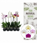 Phalaenopsis