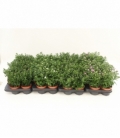 Aster