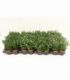 Aster
