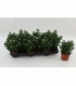 Aster