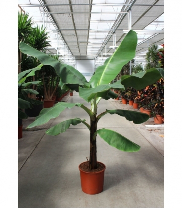 Musa
