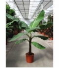 Musa
