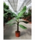 Musa